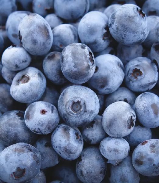 Vaccinium corymbosum 'Denise Blue'